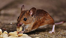 24 Hour & Emergency Exterminators in Williams Bay, WI